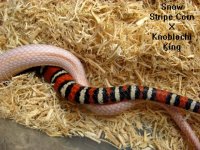 snow stripe x knoblochi.jpg