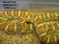 brook korn breeder female3.jpg