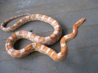 Lance whole snake.jpg