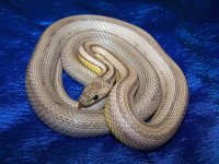 Anery stripe Aug '08.jpg