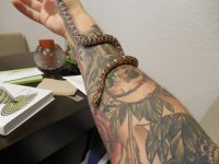 snakesandtattoos.JPG