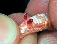 Popping hemipenes on baby corn snake.jpg