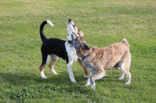 IMG_0036.JPG