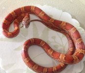 Sunkissed Blood female.jpg