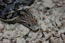 DSC_0189.JPG