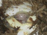 zipporahbabies3.jpg