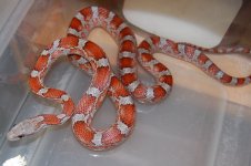 12 Blood ph Cinder M  2013-12-29.JPG