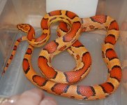 12 Okeetee (Tess) 2013-12-29.JPG