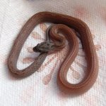 13 Cinder MotleyStripe Male  2013-12-29.JPG