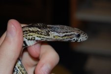 DSC_0205.JPG