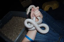 DSC_0074.JPG