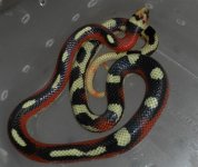 Harlequin.jpg