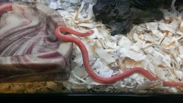 AlbinoStripeBack2.jpg