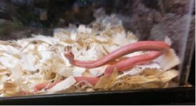 AlbinoStripe1.jpg