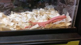 Albino Stripe22.jpg