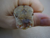 snout 1.jpg
