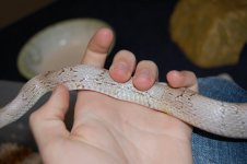 DSC_0100.JPG