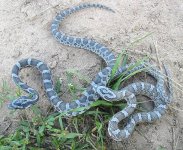 2012 Kistachie 1.jpg