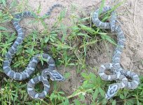 2012 Kistachie 2.jpg