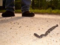 Herping-1.jpg