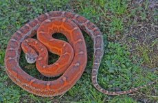 scaleless female.jpg