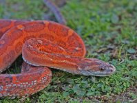 scaleless female 2.jpg