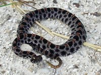 Herping-8.jpg