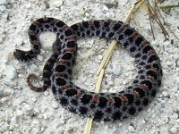 Herping-11.jpg