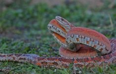 scaleless female 3.jpg