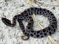 Herping-12.jpg