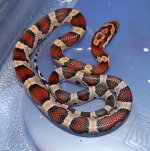 Okeetee Female6.JPG
