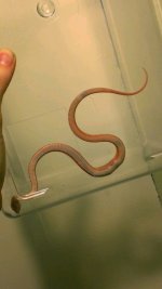 AmelStripeStomach2.jpg