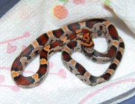 Okeetee Female1.JPG