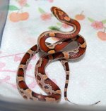 Okeetee Female2.JPG