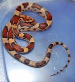 Okeetee Female4.JPG