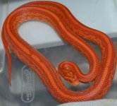 035sunglowtessera.jpg