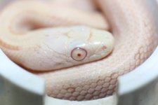 IMG_6241 Amel White Side-Patternless Ratsnake (2) .JPG