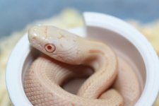 IMG_6241 Amel White Side-Patternless Ratsnake (4) .JPG