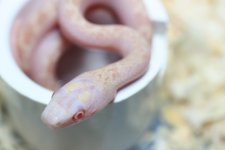 IMG_6233 Amel White Side Ratsnake (Poss Patternless) (4) .JPG
