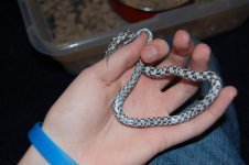 DSC_0156.JPG