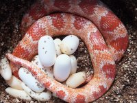 eggs.jpg