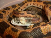 ScalelessFemale.jpg