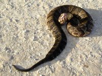 Herping-18.jpg