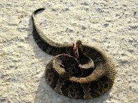 Herping-22.jpg