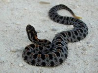 Herping-24.jpg