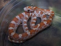 089 hypo Upper Keys het anery caramel - F - 7-23-11 - C.jpg