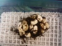 pinky eggs 2.jpg