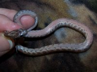 090 Upper Keys het anery caramel - F - 7-17-11 - belly.jpg