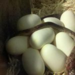2011-06-17_02-24-18_621_crop.jpg