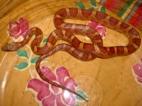 Baby D March 2012-2-2.jpg